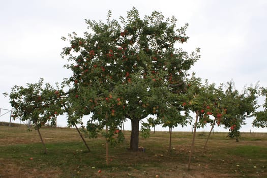 Apple tree Alkmene with a lot of ripe apples and wooden support
