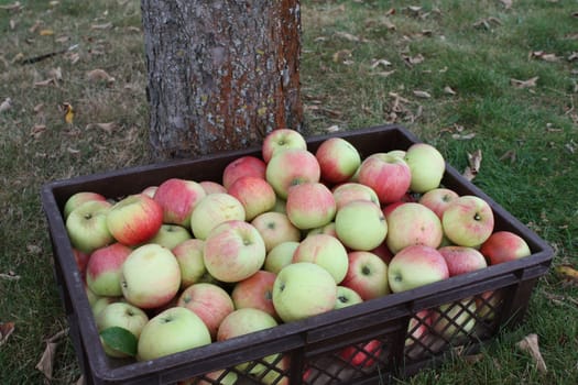 Collected apple harvest Alkmene in the basket in front of the tree trunk