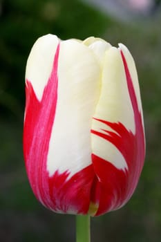 Close-up of a white-flowering tulip.