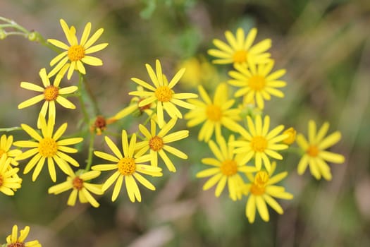 Senecio jacobaea is a species of herb in the Senecio jacobaea family.