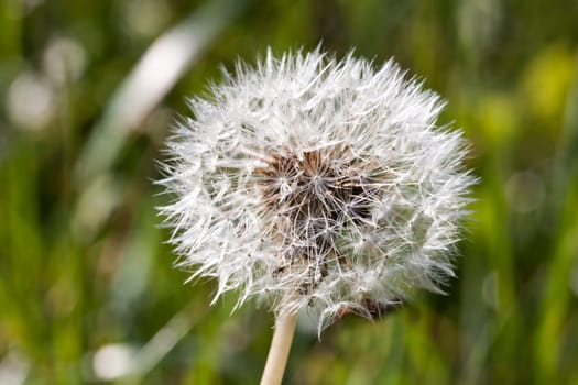 A close-up of a dandelion in the morning sunlight