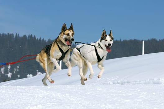 musher dogteam driver and Siberian husky at snow winter competition race in forest