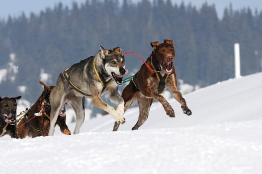 musher dogteam driver and Siberian husky at snow winter competition race in forest