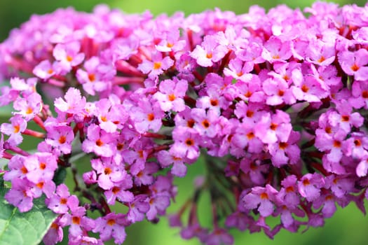 The inflorescence of a butterfly lilac (Buddleja davidii).