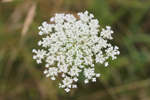 Carum caraway (Carum carvi) is a species of flowering plant in the caraway family.