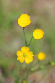 The Sharp Buttercup (Ranunculus acris) is a species of plant in the Ranunculidae family.