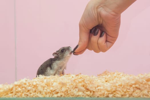 She feeds the hamster seeds, close-up