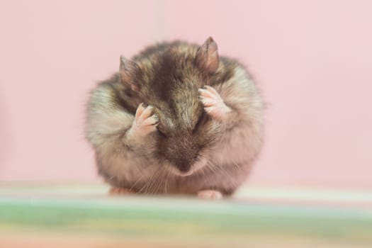 Sungursky hamster washes