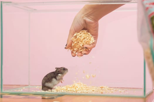 She changes the sawdust in the aquarium which contains a hamster
