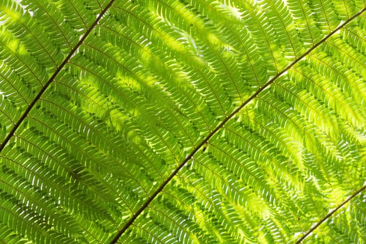 Sunlight backlit fern fronds leaves natural floral background with shallow deepth of field. Cyathea dealbata is unofficial symbol of New Zealand.