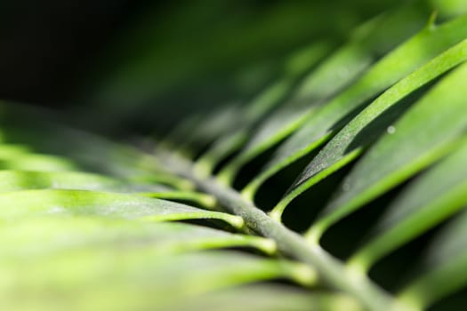 Close-up palm frond from darkness to sunlight. Stock photo with selective focus point and shallow depth of field.
