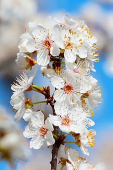 Blooming cherry plum tree in spring