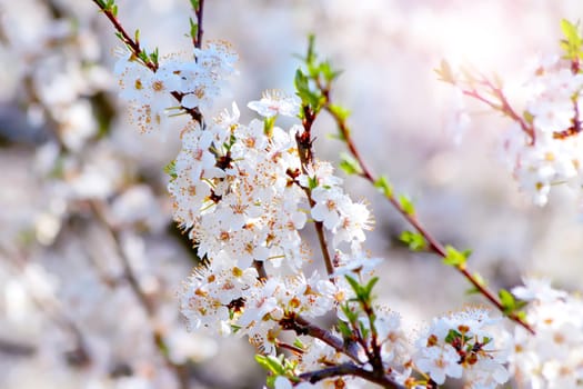 Blooming cherry plum tree in spring