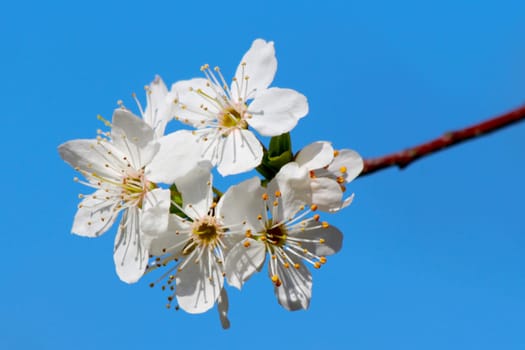 Blooming cherry plum tree in spring