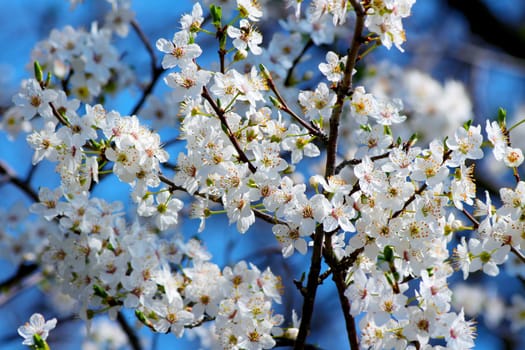 Blooming cherry plum tree in spring