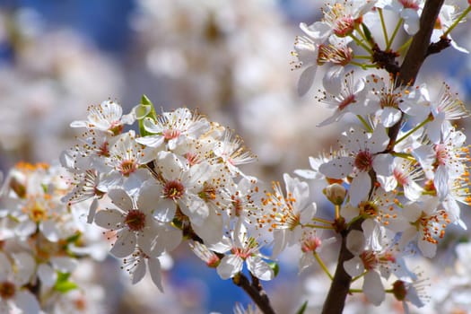 Blooming cherry plum tree in spring