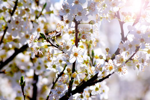 Blooming cherry plum tree in spring