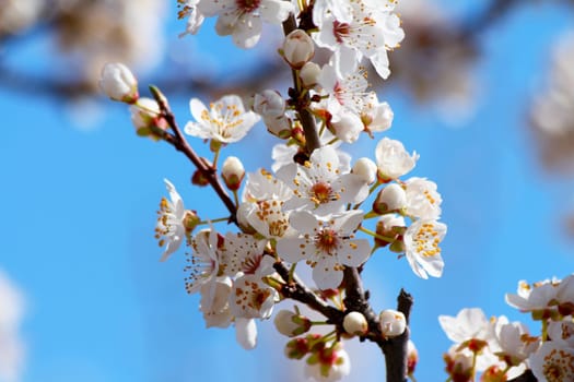 Blooming cherry plum tree in spring