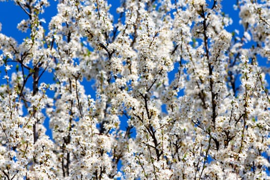 Blooming cherry plum tree in spring