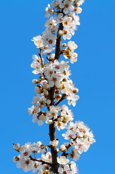 Blooming cherry plum tree in spring