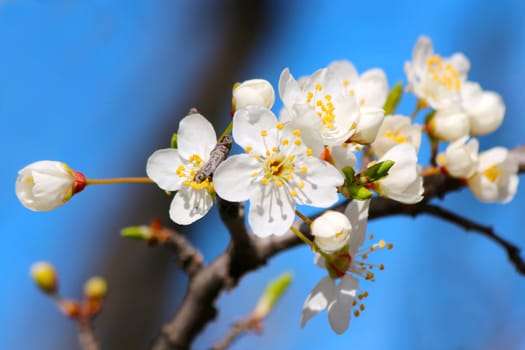 Blooming cherry plum tree in spring