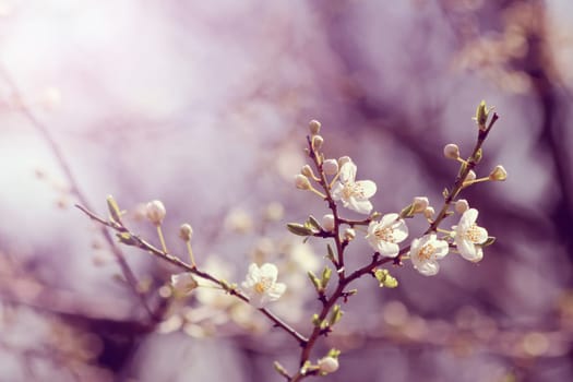 Blooming cherry plum tree in spring