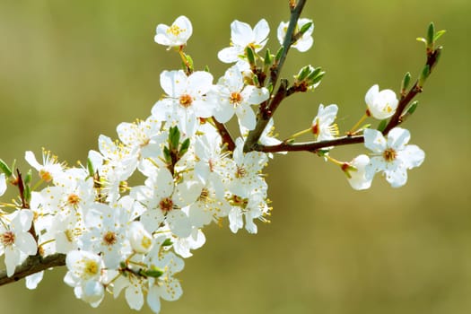 Blooming cherry plum tree in spring