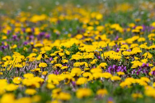 Yellow dandelions on a green field