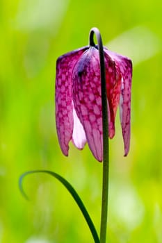 Endangered wild Chess Flower (Fritillaria meleagris)