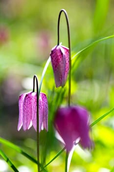 Endangered wild Chess Flower (Fritillaria meleagris)