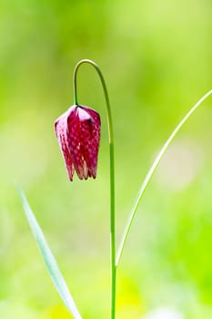 Endangered wild Chess Flower (Fritillaria meleagris)