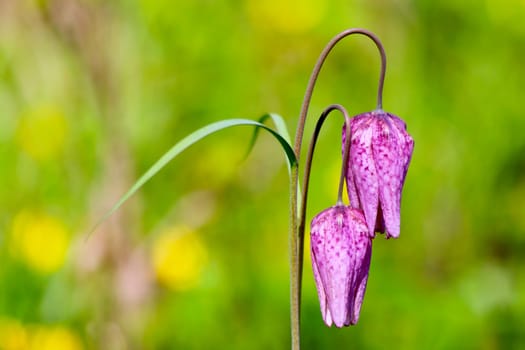 Endangered wild Chess Flower (Fritillaria meleagris)