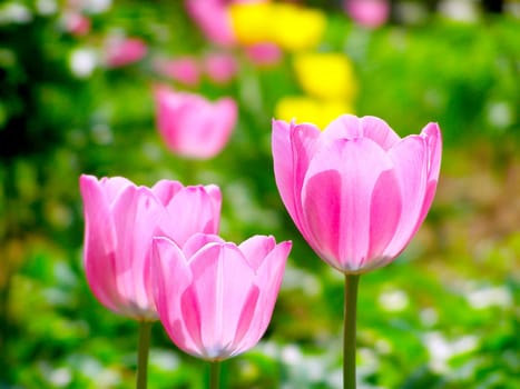 Beautiful colorful tulips in garden