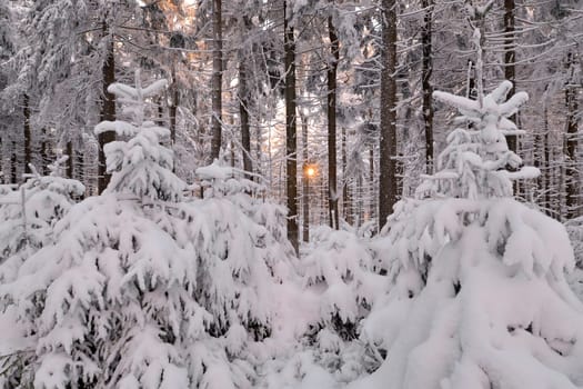 snowy winter landscape frosty cold