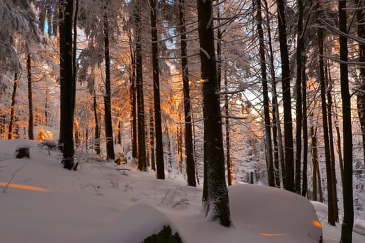 snowy winter landscape frosty cold
