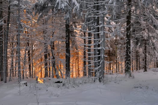 snowy winter landscape frosty cold