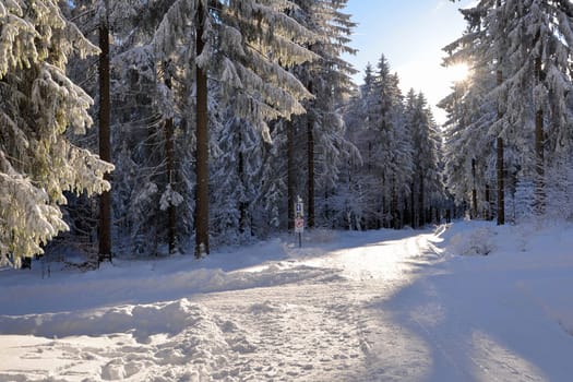 snowy winter landscape frosty cold