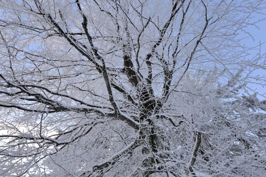 snowy winter landscape frosty cold