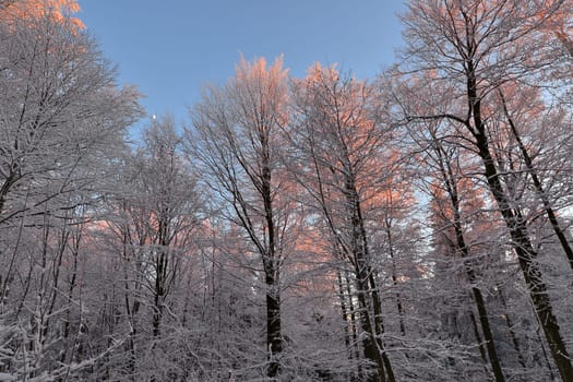 snowy winter landscape frosty cold