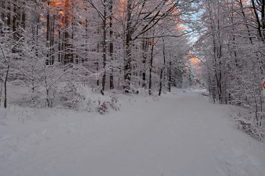 snowy winter landscape frosty cold
