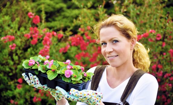 Young woman gardening, holding young flower plants, container-grown plant, woman planting begonia seedlings in garden
