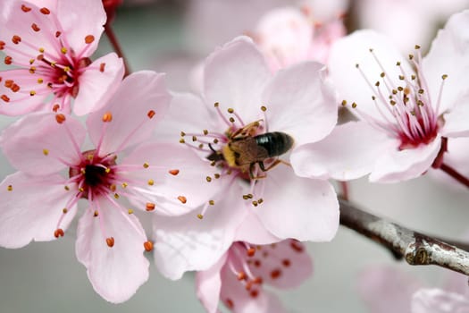 An insect sucks nectar on a pink flower.