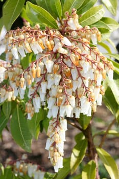 White flowers,partly already faded.