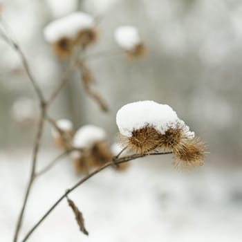 Burdock with snow in winter