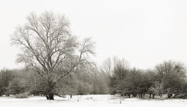 Snow landscape in a park in Magdeburg in winter