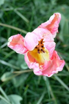 Close-up of a pink flowering tulip.