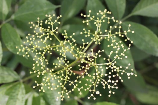 Elderberry (Sambucus) is a genus of flowering plants in the family adoxaceae (Adoxaceae)