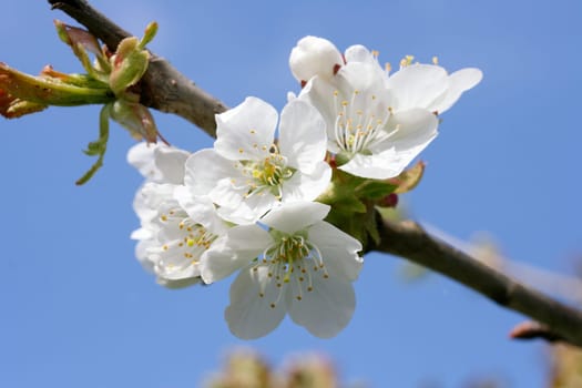 .white flowers with blue sky in the background