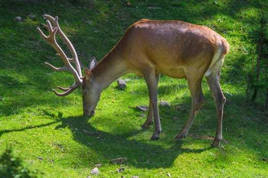 The deer with the horns eat grass.