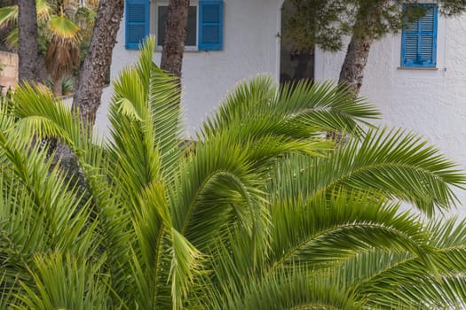 Green palm leaves in the background Pine trees and a white house wall.